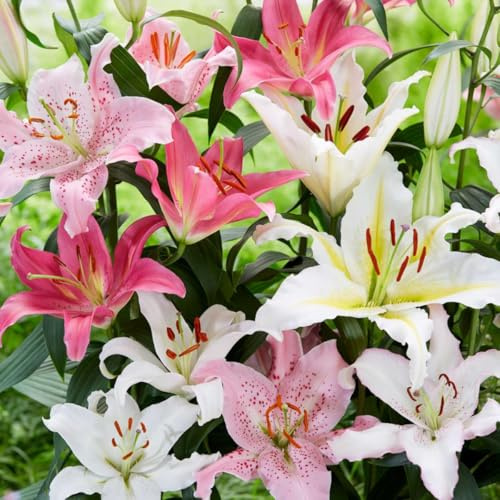 Plant in a Box - Lilium orientalis 'Pastel Mix' - Ensemble de 10 - Lys - Tubercules de fleurs - Floraison de fin d'été - Tubercule - Blanc, Rose, Violet, Jaune