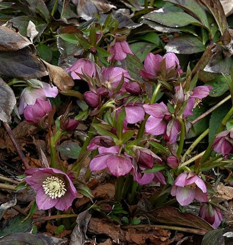 Christrose Lenzrose Metallic Blue - Helleborus orientalis - lebende Gartenpflanze aus den Baumschulen