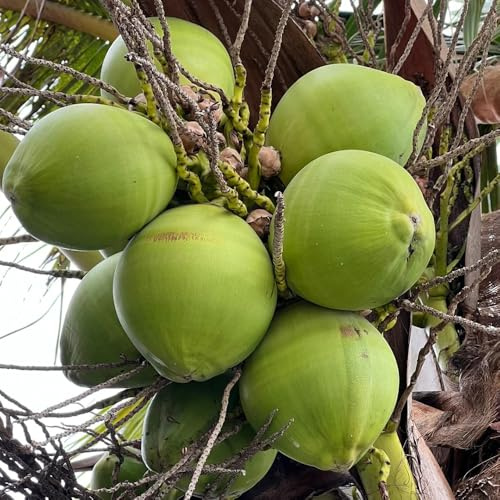 semi di palma da cocco, Le sempreverdi sono resistenti Cocos nucifera, vecchie varietà frutteto resistenti all'esterno semi di esotiche perenni 5pcs