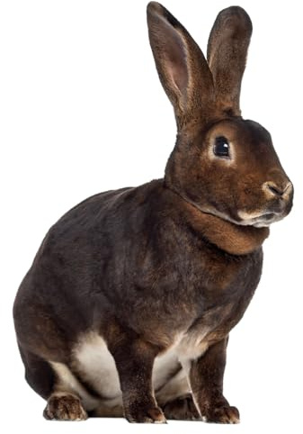 Fensterbild Ostern Osterhase I beidseitig I selbsthaftend wiederverwendbar I Bauernhof I dv1408