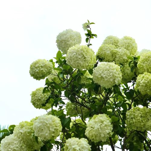 acquistare semi di ortensia, rare da giardino roccioso resistenti di selvatici giardino decorazione per esterni autunnali resistenti autunnale 60pcs