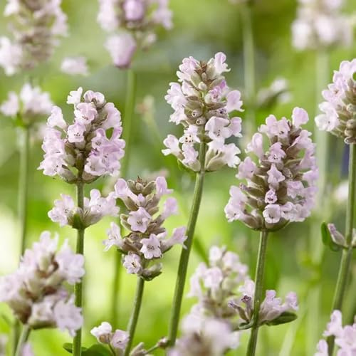 semillas de lavanda perenne - lavanda - para lugares soleados, para balcones, resistentes de real, 400pcs