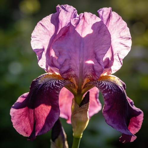 iris, iris - Coltivare da giardino sul autunnali di, tappezzanti da giardino interno, 10bulbi