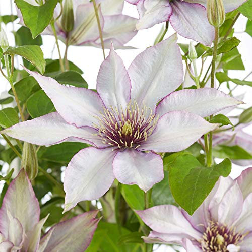Potted Hardy Plant Clematis, Easy to Grow Climbing Plant, Large Dusky White Flowers in Summer, Gardens & Patios, 1 x Clematis Samaritan Jo Plant in a 15cm Pot by Thompson & Morgan