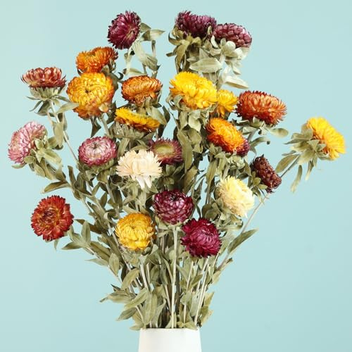 Naturlig torkad blombukett – 20 stycken torkade tusenskönor med stjälkar, arrangemang för bröllop, bordsvas på landet, hemma och kontorsfestdekoration, flerfärgad