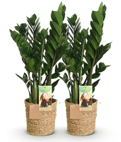 Green boutiQ - Plantes d'intérieur - Zamioculcas - Plante ZZ - Peu d'entretien - avec panier - Vert - 2 Plantes - Pot 17cm - Hauteur 65-75cm