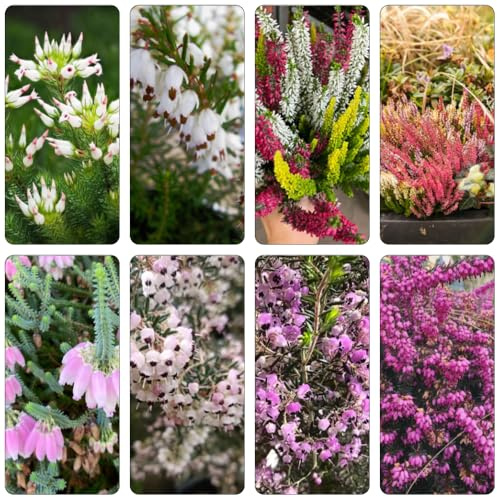 Heidekraut garten hochbeet gartendeko für draußen blumenwiesensaat blumengarten blumensamen mehrjährig winterhart bonsai topf frühlingsblumen wildkräuter schmetterlingsflieder 550samen