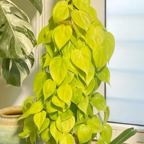 pothos resistenti per giardini rocciosi semi di pothos da giardino, viti, decorazioni giungla verdi sospese rara decorazione murale verde rampicante da appartamento 200semi