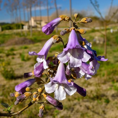 semi di campanula - perenni resistenti pascolo pieno sole rampicanti crescita rapida giardino roccioso 150pcs