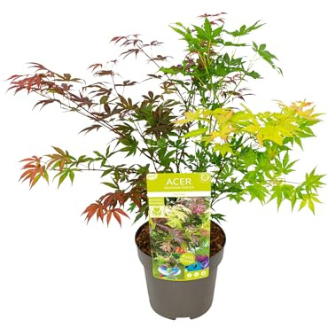Bloomique - Acer Palmatum 'Festival' - Japanischer Ahorn - 3 farbige Blätter in 1 Pflanze - Gartenpflanzen - Winterhart - Topf 19 cm - 60-70 cm