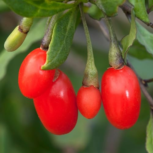 Baya de Goji Little Goji Planta de Baya de Goji Lycium Plantas de Exterior Plantas Amigables con las Abejas – Ideal para Parterres, Borduras y más