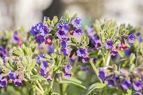 Pulmonaria saccharata 9x9 cm Topf – Winterhart, Mehrjährig, Pflegeleicht – Lungenkraut – Bodendecker für Schattenbeet & Unterpflanzung