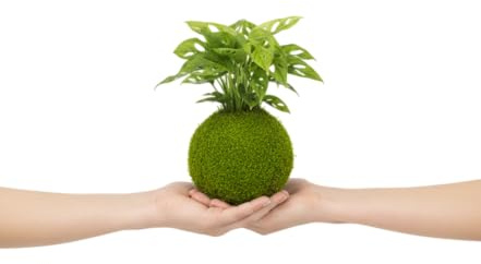 Planta Viva de Interior en Kokedama de Monstera Adansonii – Decoración Natural | DECOALIVE