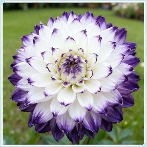 Tubérculos de dalia perenne, Tubérculos grandes de dalia, Fácil de plantar y crece rápidamente, Decoración de jardines al aire libre-4 Rizomas-c