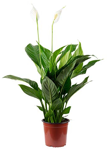 Einblatt 3-5 Blüten/Knospen - pflegeleichte Zimmerpflanze, Spathiphyllum - Höhe ca. 50 cm, Topf-Ø 13 cm