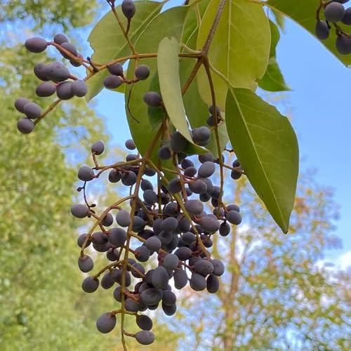 Semillas de seto de aligustre, exóticas Ligustro lucidum, arbustos en resistentes arbustos de hoja perenne comprar semillas de variedades antiguas 150pcs