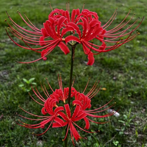 lirio araña, Lycoris radiata silvestres en el balcón lirio araña, de sangre decoración la sala estar Decoraciones jardín exteriores 6bulbos