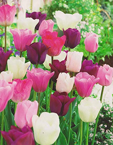 Tulpenzwiebeln rosa/lila/weiß Mix Tulpen (50 Blumenzwiebeln)