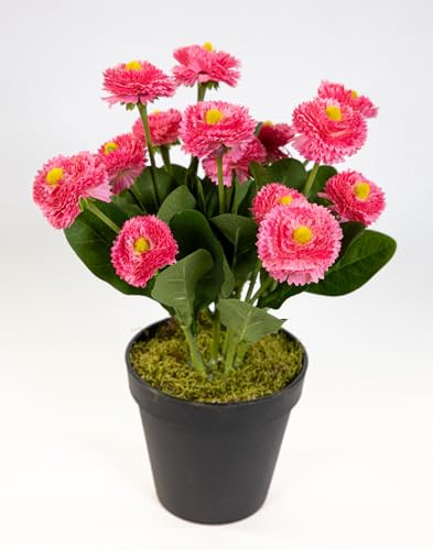 Seidenblumen Roß Bellispflanze/Bellis 28cm im Topf DP Kunstblumen künstliche Bellis Blumen Gänseblümchen (Rosa-Pink)