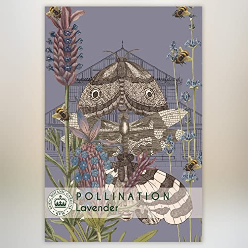 Lavender 'Munstead' Kew Pollination Collection Lavandula angustifolia English Lavender Hardy Shrub Garden Flower Plant Easy to Grow Your Own 1x Seed Packet (Approx. 110 Seeds) by Thompson and Morgan