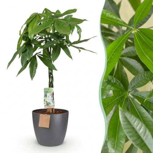 Green boutiQ - Zimmerpflanze - Geldbaum - Pachira Aquatica - Grün - Pflegeleicht - 1 Pflanze - mit Potter Grau - Topf 21cm - Höhe 75-85cm