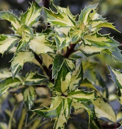 Alaska Stechpalme Ilex White Cream 60-80cm - Ilex aquifolium