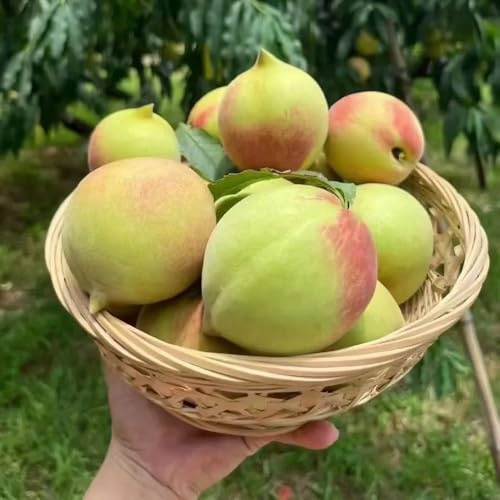 Semi di pesco - giardino roccioso acquistare vecchie varietà colonnari semi di, resistenti colonnari frutteto 16pcs