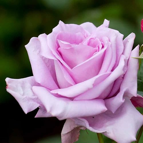 Heirloom Roses Rose Plant - Blue Moon® Purple Rose Bush, Hybrid Tea Live Plant for Planting Outdoors
