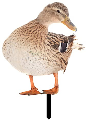 DAZZLEEX Canard décoratif de jardin en forme de poule - Statue de jardin - C