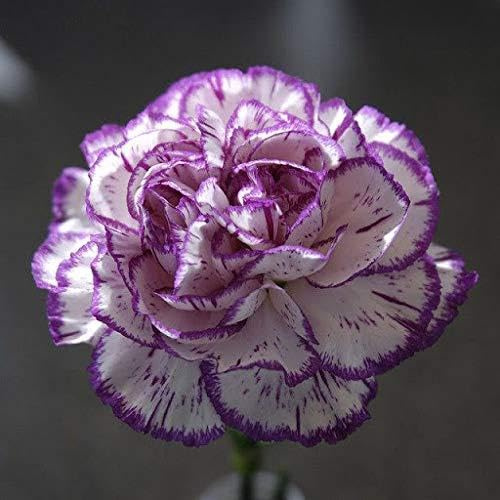 Generic Fresh 100 Pcs Carnation Flower Seed for Planting Purple White