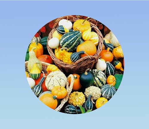 15 graines de Coloquinte en mélange petites fruits - curcubita pepo small - plante décorative -