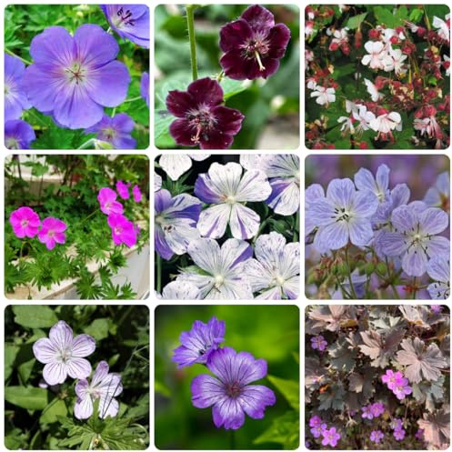 storchschnabel bodendecker, bodendecker winterhart mehrjährig storchschnabel, wiesensaatgut schattenpflanzen kräuterpflanzen, balkon wildbalkonblumen 400samen