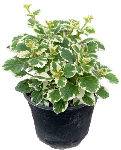 DECOALIVE Planta del Dinero Bicolor Plectranthus Coleoides Planta Natural de la Suerte