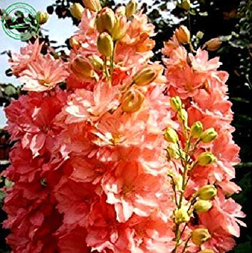 Semillas de maceta Seme di Fiore Blu Delphinium Viola Delphinium Delphinium Semi di Fiori Semi/Duraturi perenni 100 Pezzi E48 Rosa
