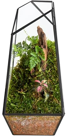 FISCRAT Glas-Terrarium, 14 x 14 x 25,9 cm, schwarzer Metallrahmen, für den Innenbereich, Pflanzen-Ausstellungsbehälter mit zu öffnender Tür, pflegeleichtes Sukkulenten-Ökosystem, platzsparende