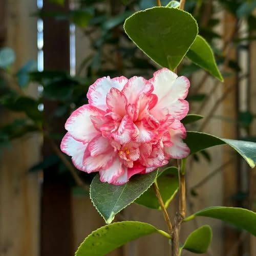 semi di camelia resistente perenne resistenti, di ufficio lungo giardino interno giardino perenne resistenti all'inverno decorazioni per 45pcs