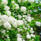 semillas resistentes de hortensias trepadoras semillas de flores perennes resistentes, de jardín para mujeres, semillas de hierbas bonsái plantas trepadoras plantas resistentes 180pcs