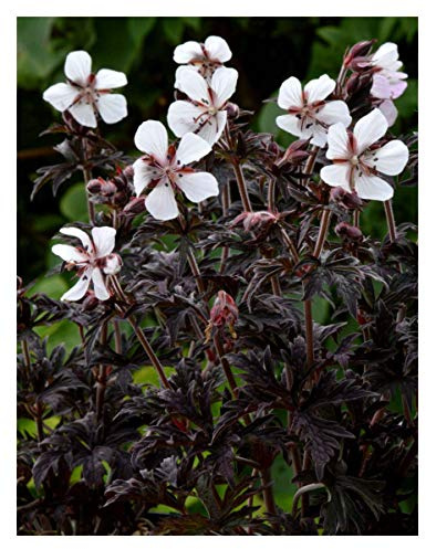 Portal Cool Geranium Pratense Purple Ghost - Dwarf Cranesbill Plant in 10.5Cm Pot