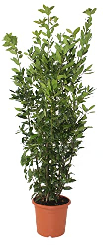 KENTIS - Laurus Nobilis Lorbeer Pflanze - Immergrüne Echte Aussenpflanzen – Hoch 125-150 cm Topf Ø 24 cm