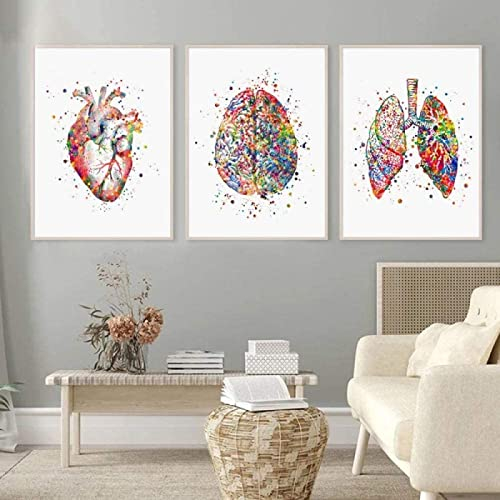 Acquerello Anatomia Arte Clinica Arte Medica Arte Anatomica Cuore Cervello Polmoni Stampa Dottore Ufficio Decorazione Med Studente Regalo Senza Cornice 60 × 80 cm × 3 pz