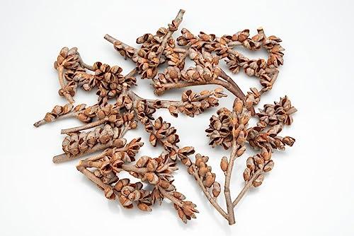 NaDeco Hakea-Laurina-Zweige, Größe 3-10cm, Packung mit ca. 0,5kg | Deko-Zweige | Dekozweige | Australische Dekozweige | Dekoäste | Dekobündel | Australische Deko | Naturdeko | Naturdekoration