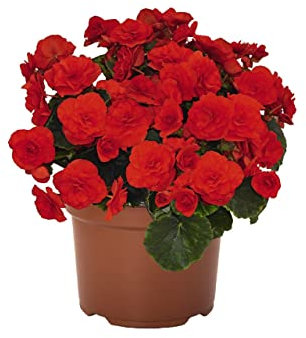 Begonia Flor Roja Variedad Elatior Begonia Flor Interior