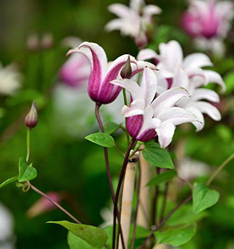Englische Waldrebe Princess Kate 40-60cm - Clematis texensis - lebende Gartenpflanze aus den Baumschulen