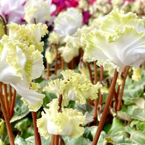 Ciclamino selvatici balcone giardino primaverili decorazione del balcone semi di giardino serre tetti verdi precoce estivi 150pcs