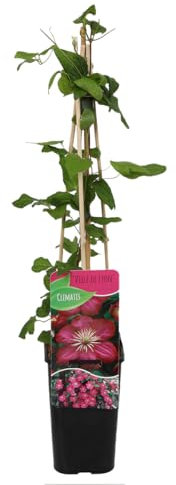 Bloomique - Clematis ‘Ville de Lyon’ - Clemátide - Rosa intenso - Trepadora - Planta de jardín - Resistente al frío - 50-70 cm - Ø15 cm