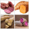 Graines de légumes de patate douce 100 pièces mélangées