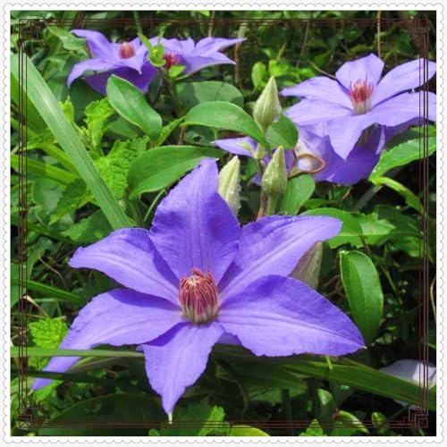 Clematis Bulbs Mix Golden Jade Carving Feels Crop for Planting Now UK Beautiful Now Mixed Garden Strong Plants That Grow Well -25 Bulbs-e