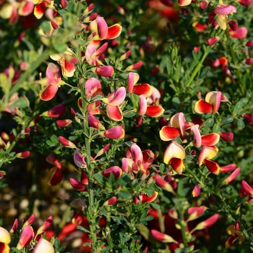 Vivai le Georgiche - Pianta vera di Cytisus scoparius Goldfinch - - Citiso, Ginestra dei carbonai - diametro vaso Ø 18 cm