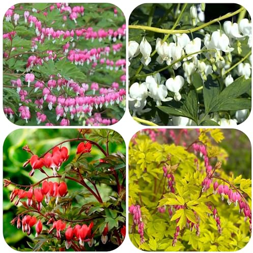 semi di cuore sanguinante - rare resistenti in vaso perenni interno vecchie varietà giardino decorazione balcone 250pcs