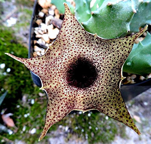 Portal Cool 16 Huernia campanulata ** Grande e Bella! ** / Cactus Succulente